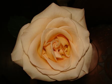 Pretty Rose - pretty, rose, flower