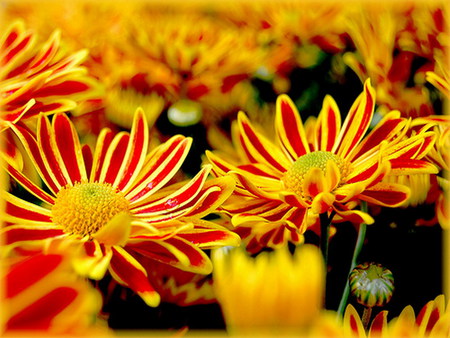 daisy - orange, field, flower, red