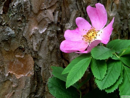 wild rose - flower, pink, wild, wood