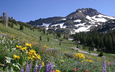 Beautiful View - flowers, trees, nature, snow, mountains