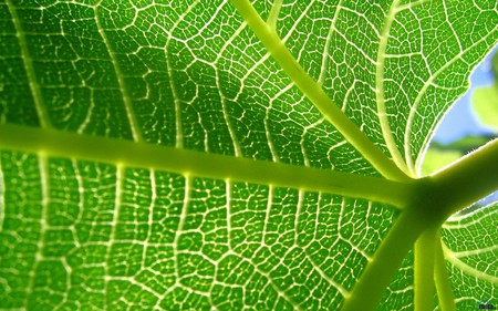 Leaf - leaf, green