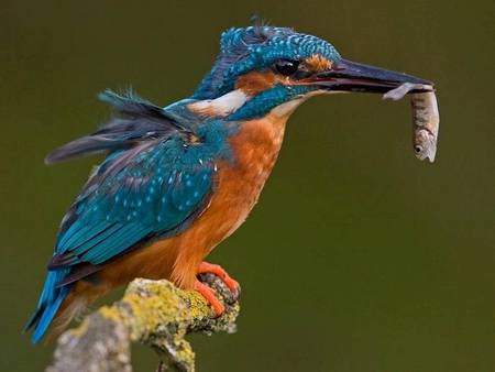 kingfisher - colorful, tropical, small, bird