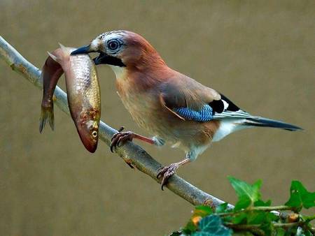 bird - fish, colorful, bird, branch