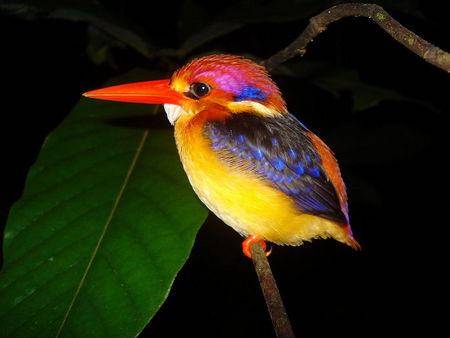 kingfisher - colorful, tropical, small, bird