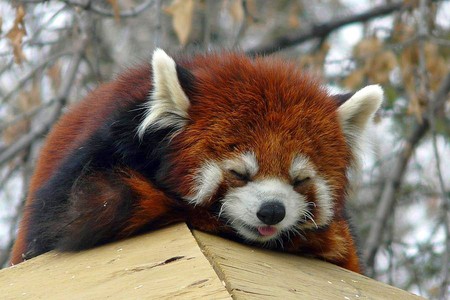 Red Panda - picture, red panda, cute, cool