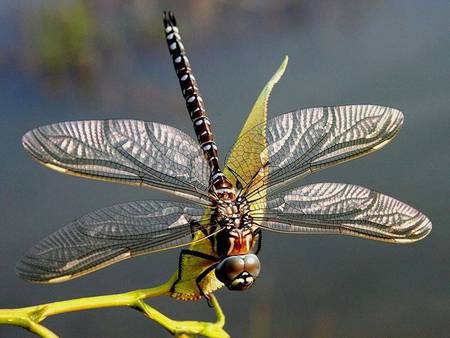 dragonfly - rest, wings, leaf, sunshine