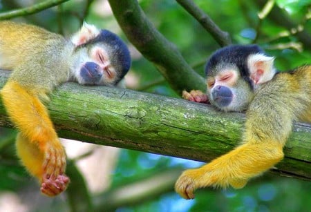 Sleeping Monkeys - picture, sleeping, monkeys, cool