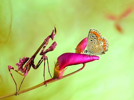 Camouflage - butterfly, camouflage, picture, beautiful