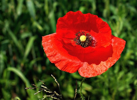 Red Flower - red flower, picture, beautiful