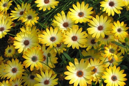 Yellow Flowers - flowers, beautiful, yellow, picture