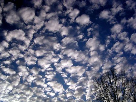 ~Just look at the sky, & all is well~ - dreams, sky, fluffy, lovely, nature, white, blue, beautiful, clouds, tree, photo