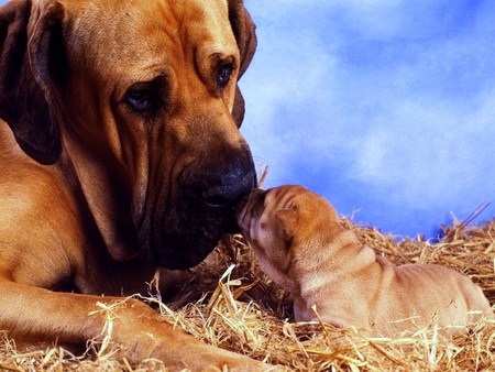 Gentle love  - care, tenderness, mastiff, mother, pup, love