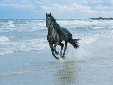 black horse at sea - horse, sea, animals