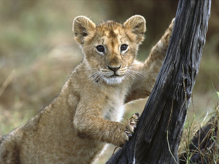 lion cub - lion cub, animals, big cats, cute