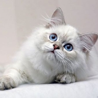 Curious cat