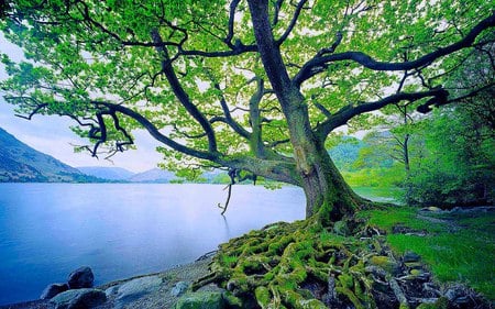 A Cool Day - trees, nature, beauty, lake, mountain