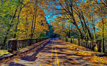 Journey To Destination - nature, journey, road, beauty, forest, bridge