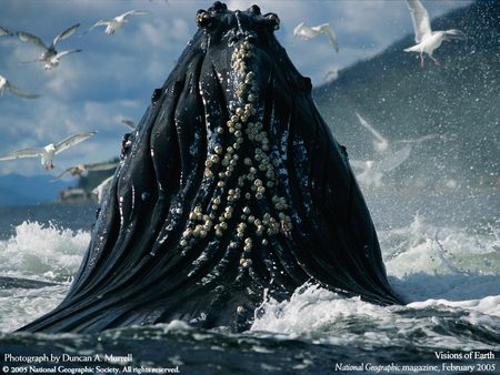 Majestic - whale, birds, majestic, powerful, ocean