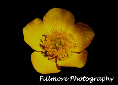 Simply Yello - flower, yellow, fillmore, photography