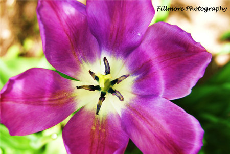 lovely Purpl - fillmore, purple, yellow, photography, flower