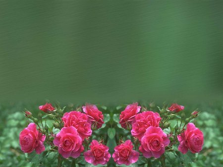 Pink flowers - flowers, roses, green