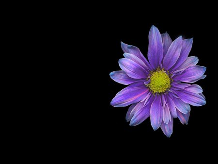 Blue beauty - flower, purple, daisy