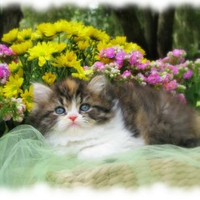 Cat and flowers