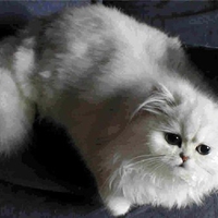 White cute kitten