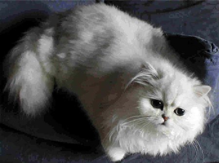 White cute kitten - white, cute, cat, kitten