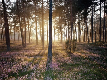 Forest - flowers, trees