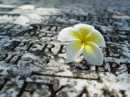 Lone plumeria  - single, plumeria, white yellow, floor, flower