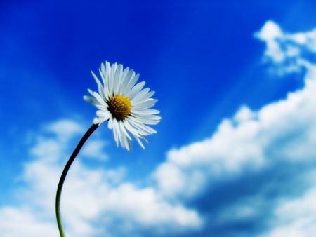 white-daisy - mani, rose, tv