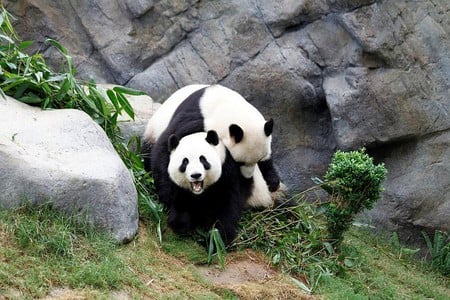 Pandas Love - love, picture, pandas, cool