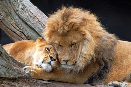 Lions Love - picture, cool, lions love