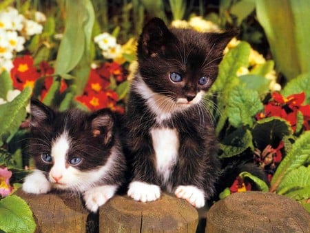 Little Cats - cats, little, picture, beautiful