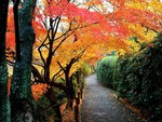 Colorful Avenue