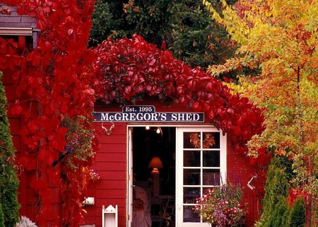 McGregors shed - covering, trees, yellow, red, orange, flowers, shed