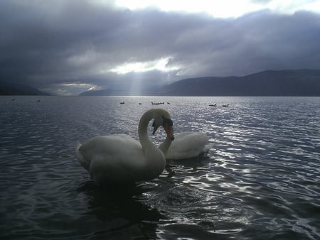 Swans in Love - majestic, lake, love, bird