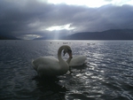 Swans in Love