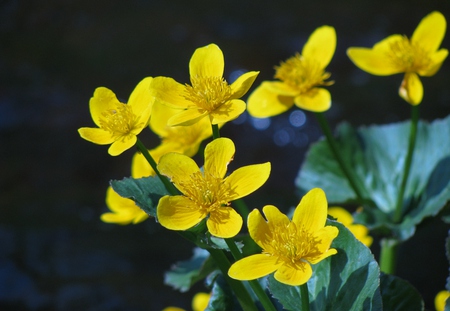 yellow flowers - flowers, yellow