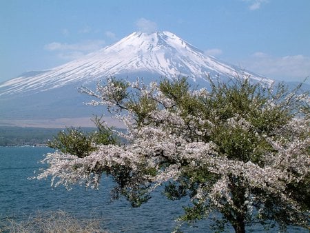 Mount Fuji - fuji, flowers, japan, mountain