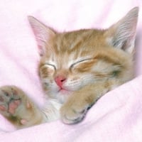 Cute kitten sleeping