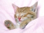 Cute kitten sleeping