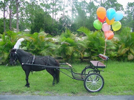 Miniature Horse in harness withcart - animals, miniature horse