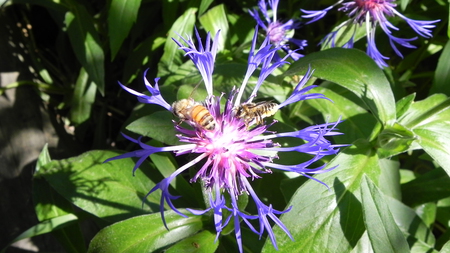 Bees - flower, bee, nature