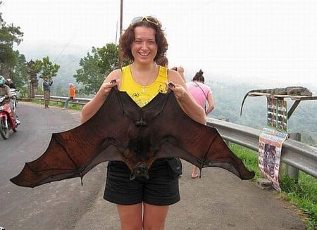 Giant Bat - picture, giant bat, cool