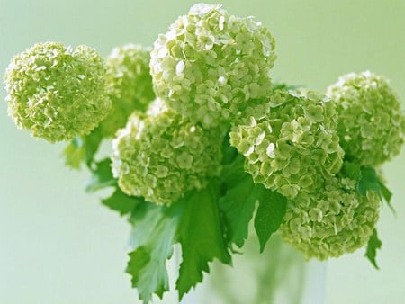 Green Hydrangeas - bunch, hydrangea, green, flower