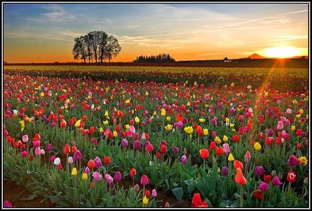 Flowers in Field - beautiful, flowers in field, picture