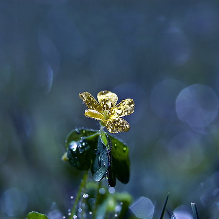 Golden-dew - abstract, dew, hot, 3d, golden, flower, art