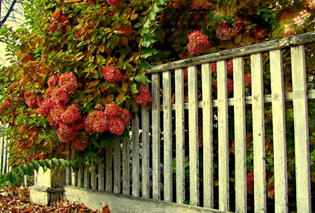 Pink Hydrangeas - flowers, pink hydrangeas, fence, hydrangeas